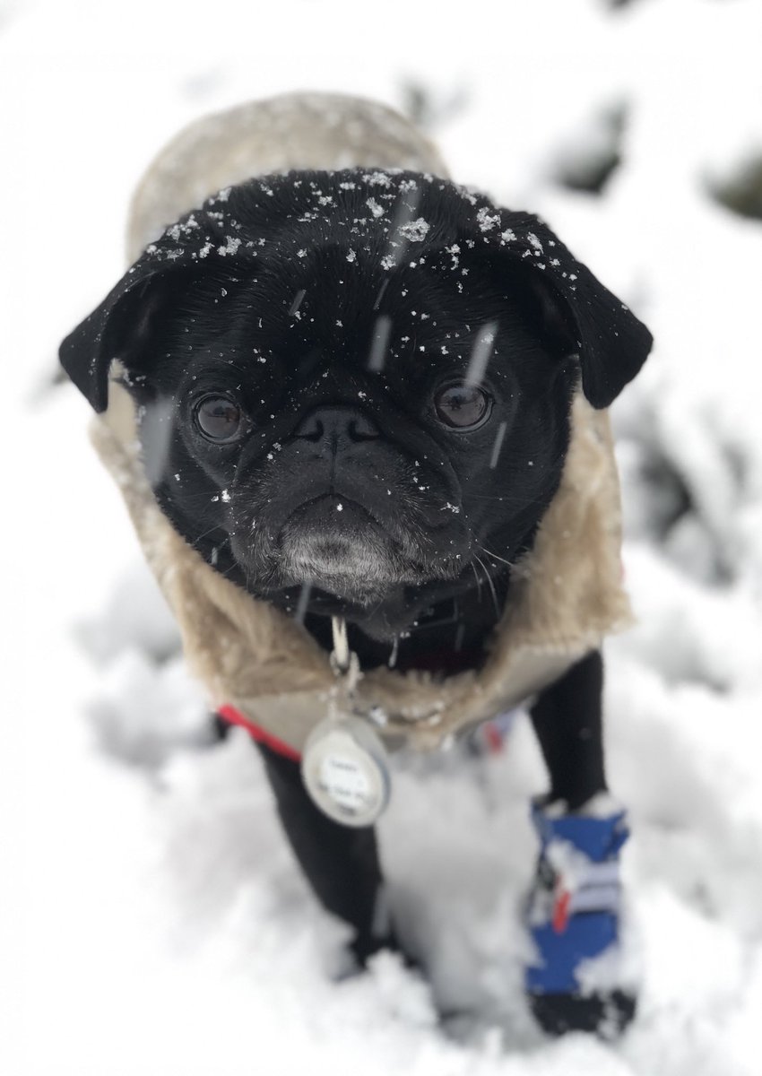 It snowed on my head!! <a href="/WRAL/">WRAL NEWS in NC</a> #wralsnow