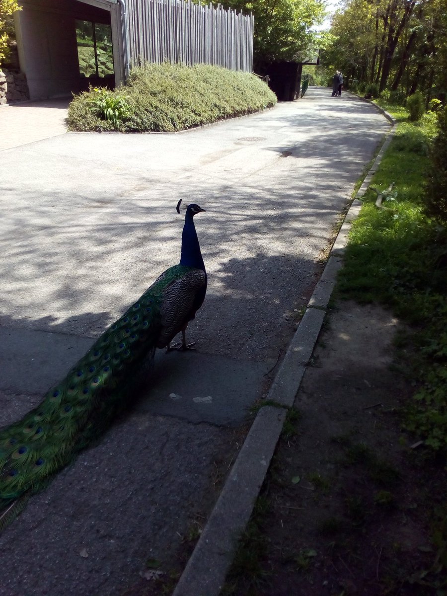 MichaelaSlmov5's tweet photo. Zoo Brno Bystrc https://t.co/RKlRRPLzrE