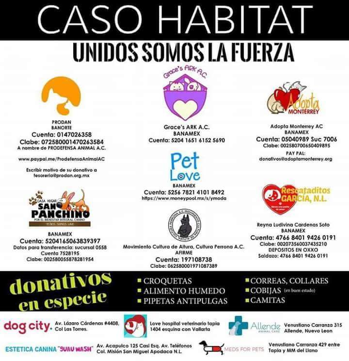 Moncherriedesu's tweet image. @AsiEsMonterrey se necesita apoyo para los perritos de #Habitat que están en condiciones críticas por favor ayúdame a difundir.