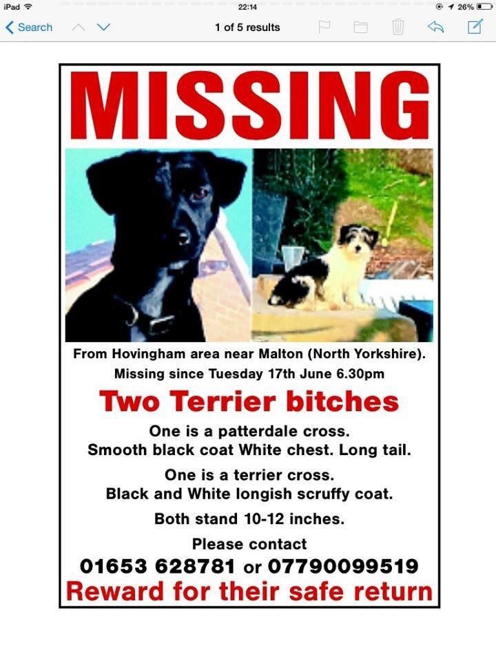 Blue Frenchie tweet media