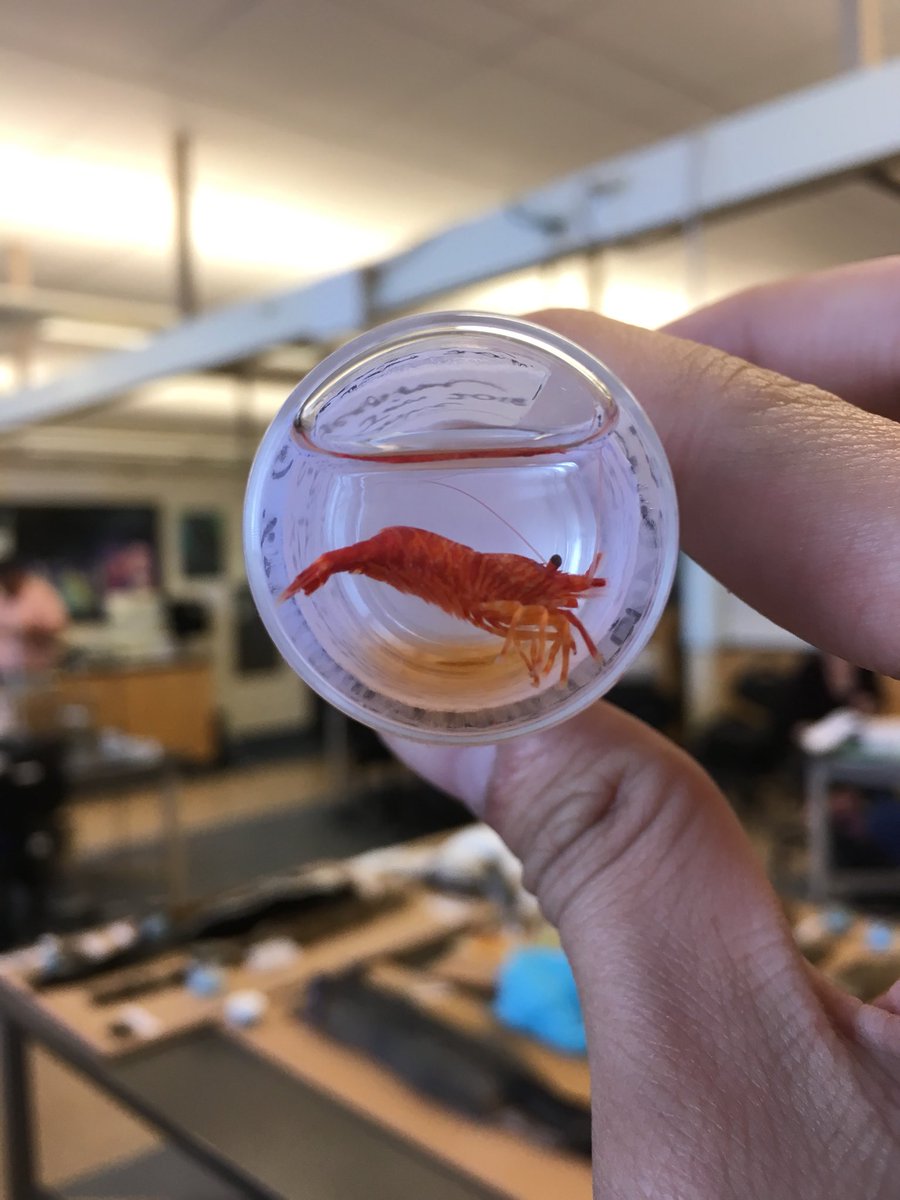 CNyeScienceGuy's tweet photo. Sorry lil fella. #specimenprep https://t.co/D2hIxHj2Fl