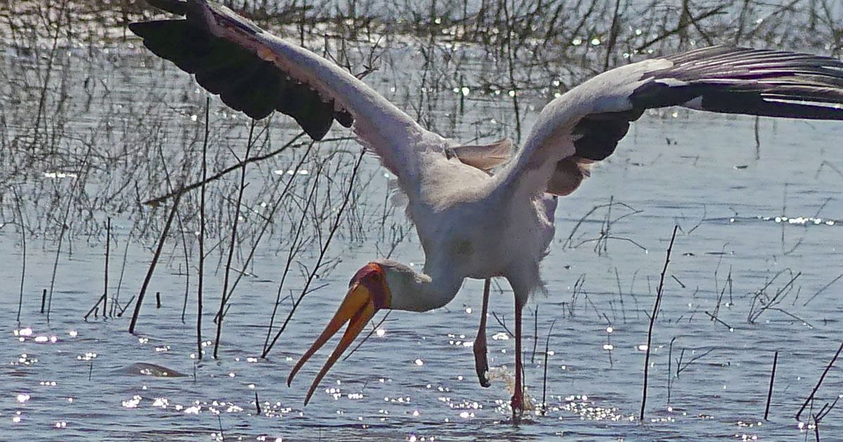 What’s #Zimbabwe like these days? Read the highlights and lowlights of my 21-day #RoadTrip just before the November 2017 military coup, and my interview with @BigBlendRadio about the trip. bit.ly/2DLPO7X <a href="/ParksTravelMag/">ParksTravelMag</a> #ZimParks <a href="/IFWTWA/">IFWTWA</a> #BigBlendRadio