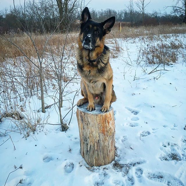LegendaryCanine's tweet image. Keepin things balanced 😏 #balanceddogs #balance #stumped #headtilt ift.tt/2mOIQqt
