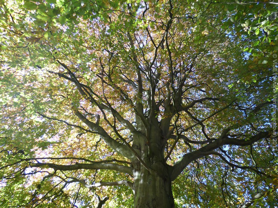 topVISE's tweet photo. Remembering a sunny #autumn day admiring the trees of Dublin #botanicgarden #autumnmemories #trees #treeslovers #NaturePhotography #treesmagic #naturelovers #NatureBeauty https://t.co/04PgiLiln2