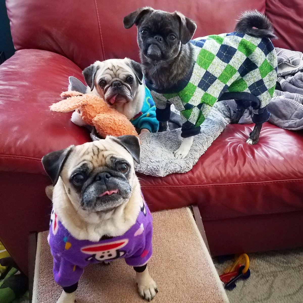funaek's tweet photo. If you had told my 10 year-old self that in 20 yrs or so I'd be a grown woman dressing up her pugs in jammies & posting pics of them to the public, I would've been really proud of my future self & eager to reach my 30s. #puglife #pugsinjammies #grumblesquad https://t.co/6m0z3CoFlh