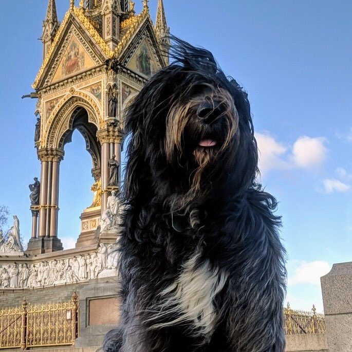 dogcelebration's tweet photo. Congratulation @_MollyBear you are in our Top 5! 

RT &amp;/or Favourite to cast your vote! 

#DogCelebration2018 https://t.co/FJG8R5UMbI