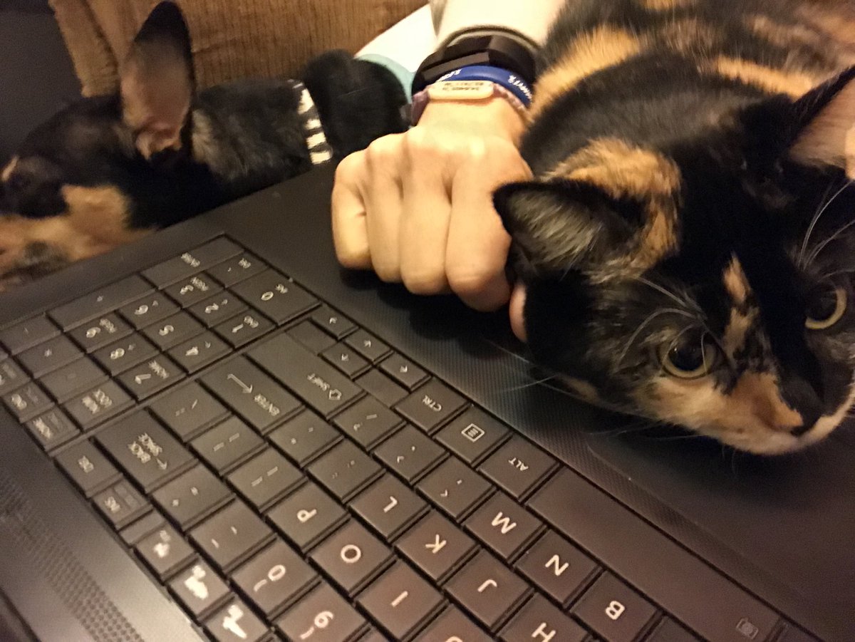 MGBarksdale's tweet image. Miss Trail has help monitoring her student’s work! ⚓️⛄️🐶🐱 #snowdaylearning #RCPSGoodNews