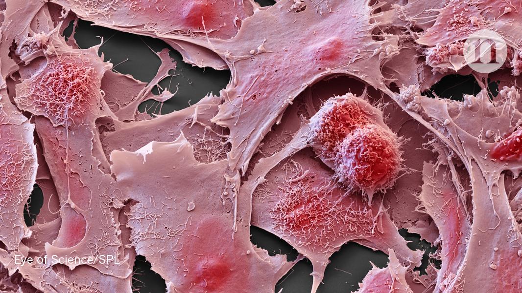 Nature's tweet photo. Simple blood test detects eight different kinds of cancer https://t.co/V3GjBkftXE https://t.co/6BPWeNMKPB