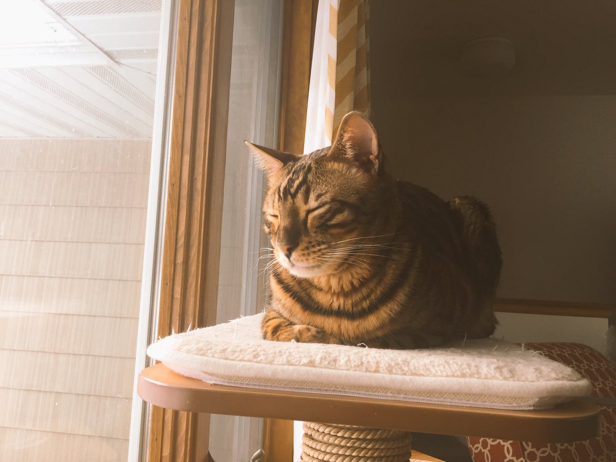 LilLeopardSpots's tweet photo. Sun. The stuff of life. Yes. We are stuck in a rut, but is there any better rut than a sunny rut? ❤️Edmund https://t.co/fqGpuYfnLe