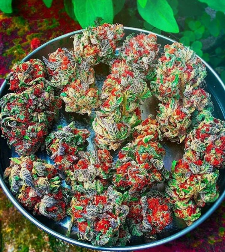 365BakedLife's tweet photo. What would you name this strain?! #nugs #cannabis #weed #mota #marijuana #marihuana #toomuchsauce  #loveit #cannabiscommunity #smokeweed #legalizeweed #legalizeit #stoner #dopeness #stoned #ganj #ganjagirls #ganjabros #weedplant #cannabisplant #migente #cannabisindustry #mmj https://t.co/BA5tZMxgFC