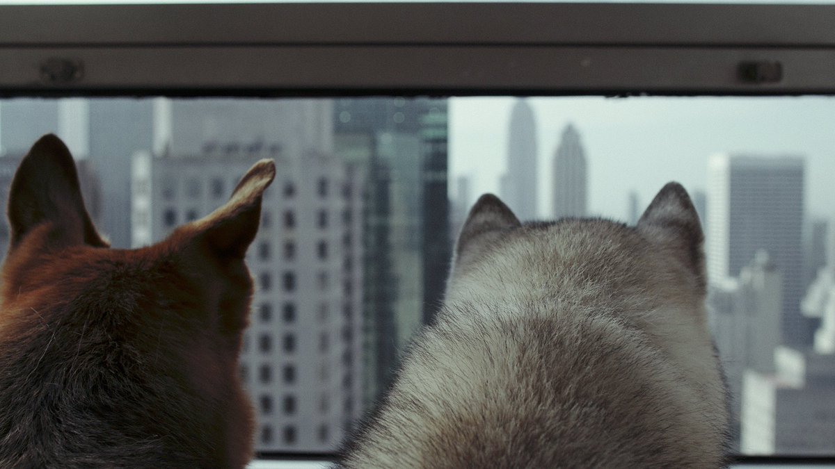 ab morgen und für wunderbare 5 Wochen: THOMAS TAUBE mit einem großen Wurf und vielen Treffern: »The Tropes Trapp« Film, Objekt, Zeichnung und mehr - intelligent verflochten und präsentiert bei #REITERgalleries Berlin bit.ly/2mMkMEA