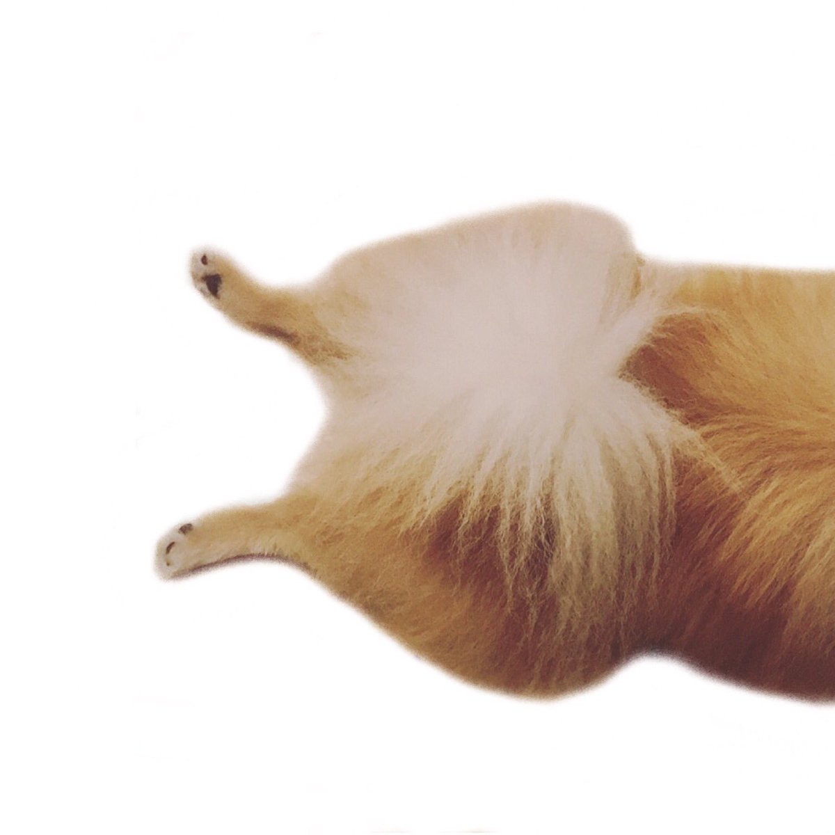 pomkingcharles's tweet photo. Just learned recently that when a dog sits like this, it’s called a #sploot.... I love Charles’s #pomeranian sploots! ❤️ https://t.co/1iqb3zJknK