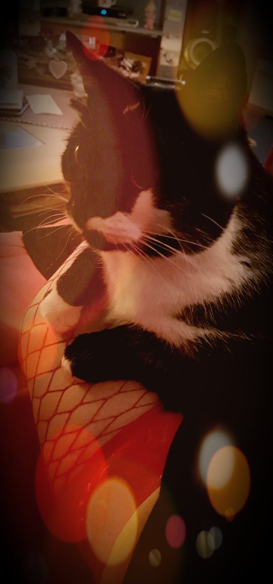 FucknSunny's tweet photo. #NoSizeZero
#CurvyWomen
#Halterlose
#Schmusekater
#Schnurr https://t.co/h9iNm2riwa
