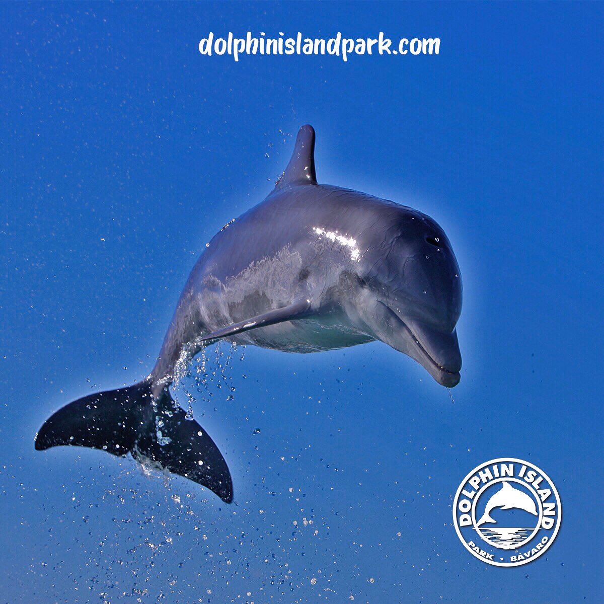 DolphinIslandP's tweet photo. If you are in #puntacana , have an idea to meet the #dolphins in  @DolphinIslandP #onceinalifetime https://t.co/BXg97qjXyK https://t.co/ruHXL13scC