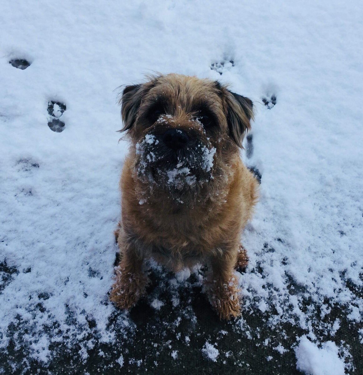 Not sure about all this white stuff!! #borderterrier #btposse