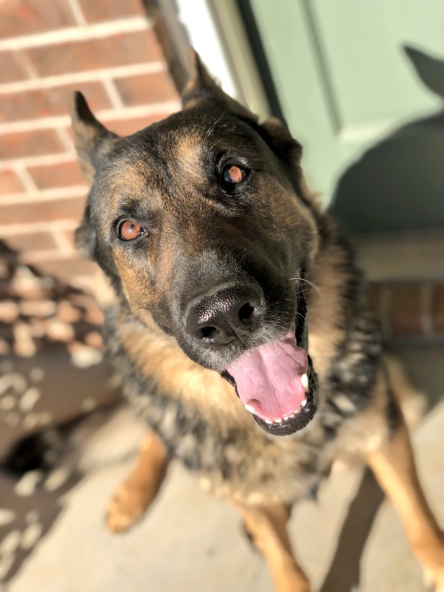justinfulton___'s tweet photo. #iPhoneX making my dog look like a model https://t.co/oEPHHxMzqv
