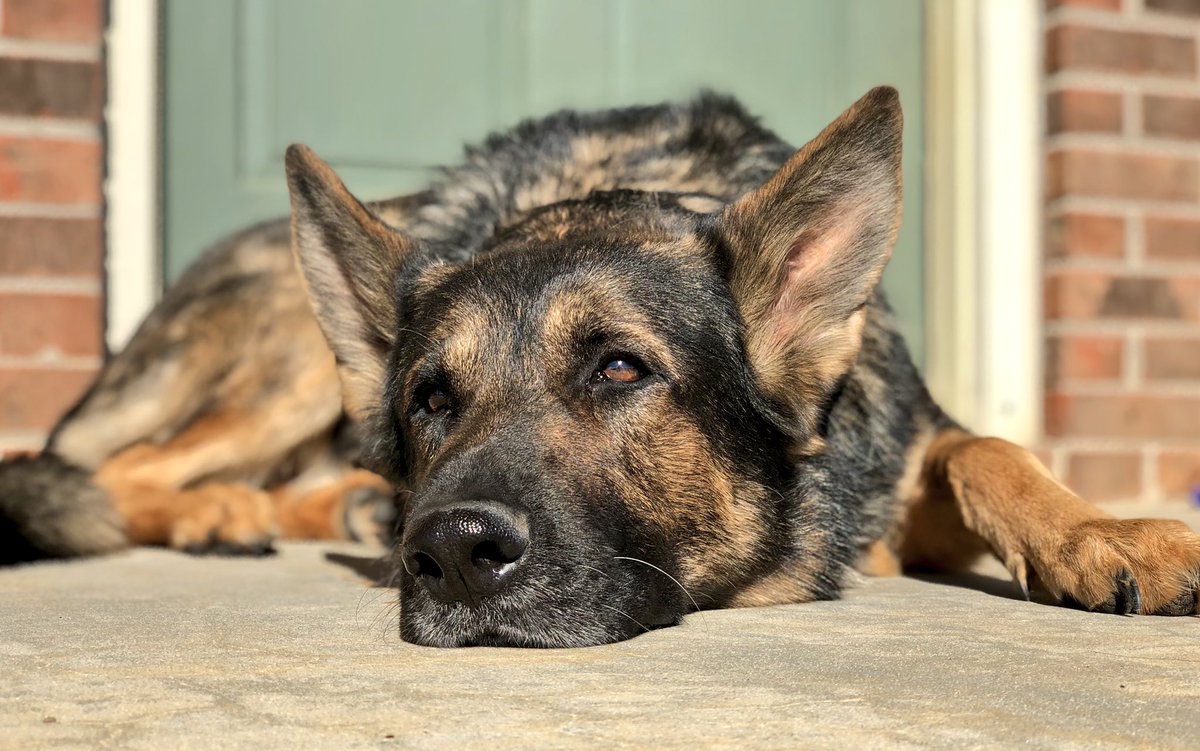 justinfulton___'s tweet photo. #iPhoneX making my dog look like a model https://t.co/oEPHHxMzqv