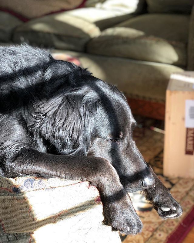 jamiedgreen's tweet photo. let sleeping dogs lie https://t.co/zJcNT044gb https://t.co/ZMeSxhnSCd