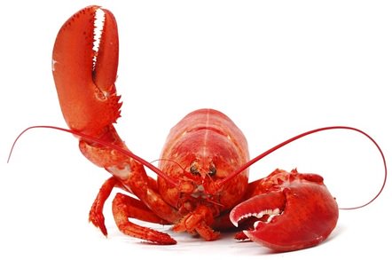 FoodTech_News's tweet photo. Former Cisco CEO John Chambers says insects are the new lobsters #Lobster #Chiefexecutiveofficer #Insect https://t.co/DJFY7wclw5 https://t.co/XwRcDCzzly