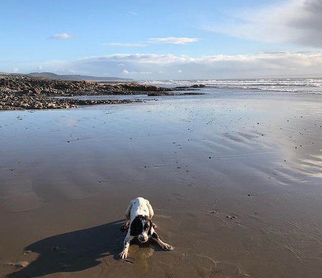 DevriesYuki's tweet photo. Fav kinda days.. ❤️🐶🐾🐾 https://t.co/vkwejjmOKk