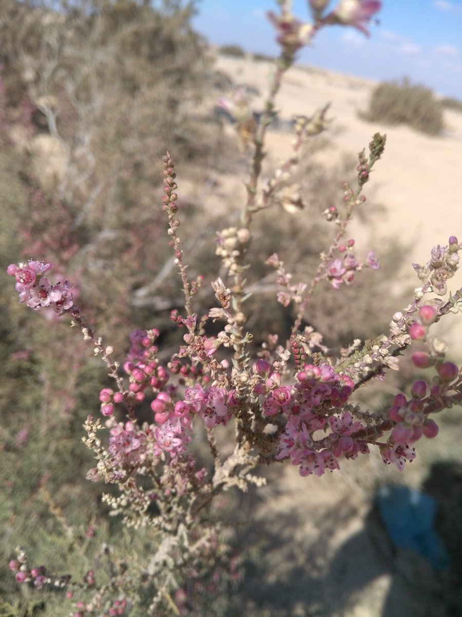 لا تزال شجرة #الطرفا تحتفظ بأزهارها القرنفلية في شهر يناير.

عدسة #القريات_الخضراء 
#القريات