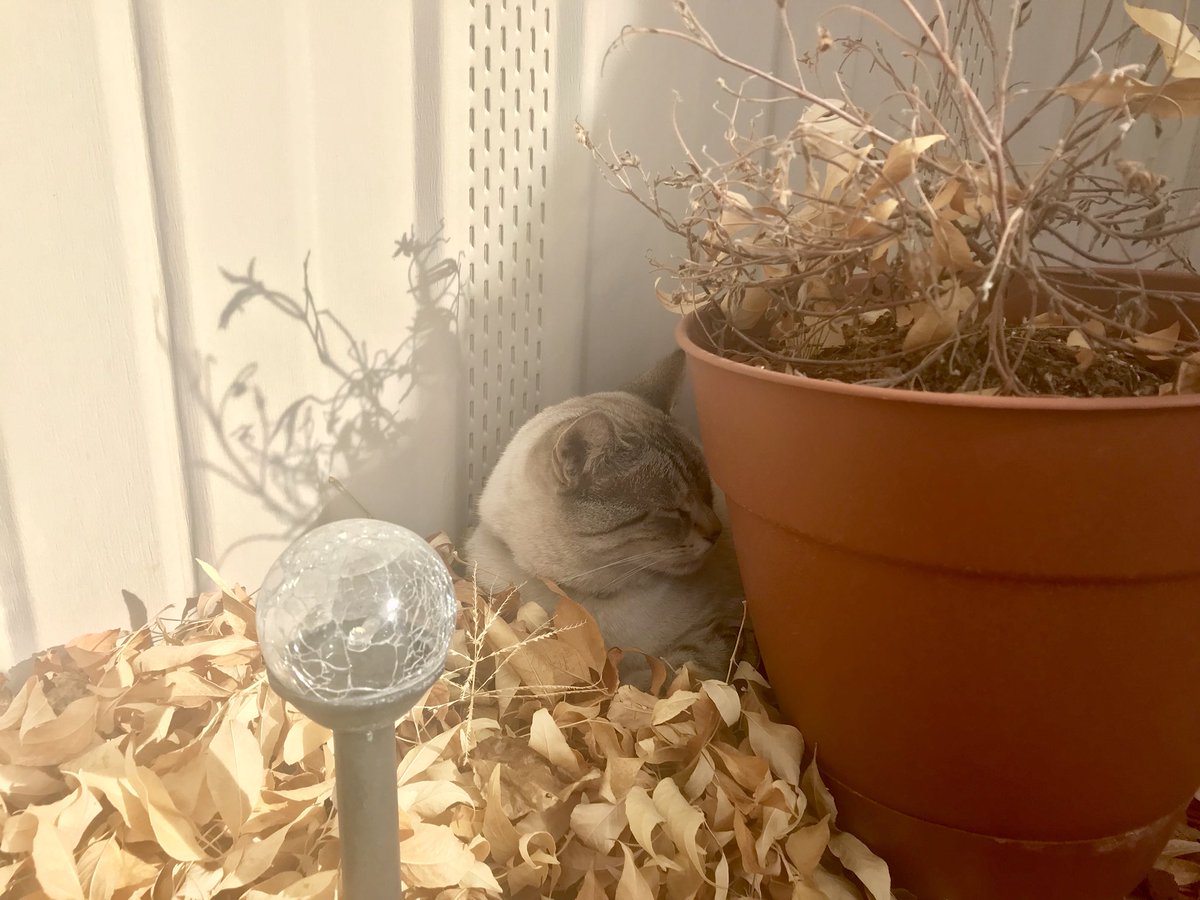 AshLinxKitty's tweet photo. An afternoon nap in the leaves #CatsOfTwitter #sillycats #autumnleaves #cats #kitties #linxpointcat https://t.co/F3p0YzQp8M