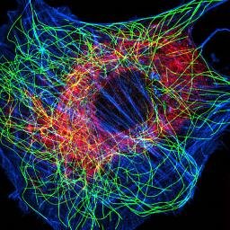 Cy_toe_skeleton's tweet photo. Just saying I am looking fly today
#wow #organelleelection2018 https://t.co/xmdCXNVjvQ