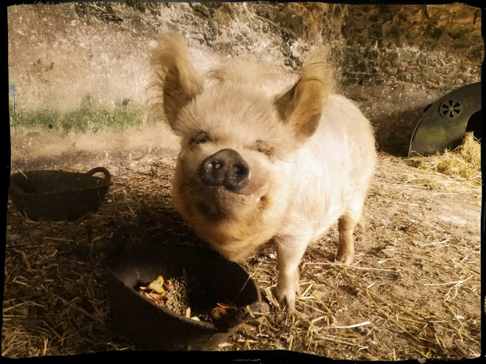 FarmStayUK's tweet image. Spoil that special someone in your life &amp;amp; enjoy a 35% discount from @lochmeyler! 4 night #Valentinesbreak, from Monday 12th February for £130. Contact @lochmeyler to arrange

#ukholiday #couplesbreak #specialoffer @visitwales @VisitPembs  #discount #Pembrokshire #selfcatering