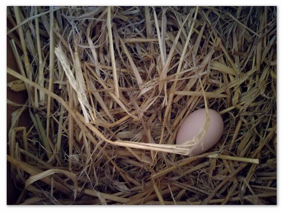 FarmStayUK's tweet image. Spoil that special someone in your life &amp;amp; enjoy a 35% discount from @lochmeyler! 4 night #Valentinesbreak, from Monday 12th February for £130. Contact @lochmeyler to arrange

#ukholiday #couplesbreak #specialoffer @visitwales @VisitPembs  #discount #Pembrokshire #selfcatering