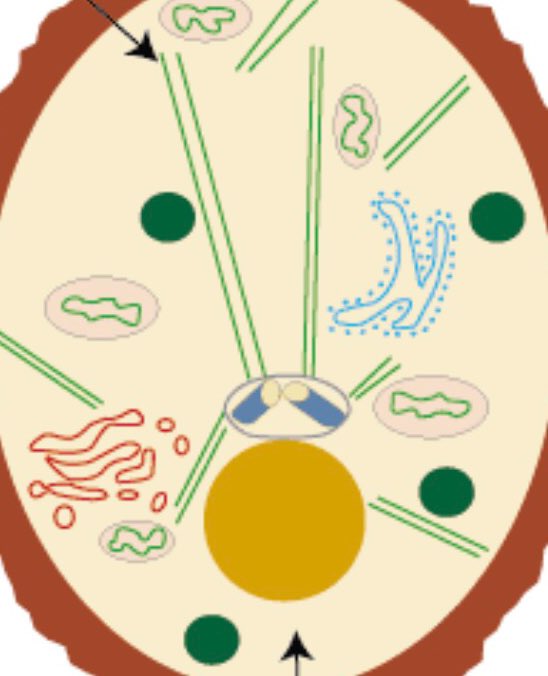 ICytosol's tweet photo. A beautiful day to keep the cell running #organelleelection2018 https://t.co/iXS19UOfUM