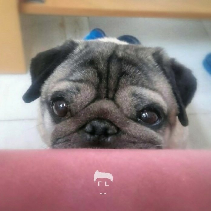 FranLara__'s tweet photo. THE SPECIAL ONE 🐕✨

#Papi #Pug #PAPIPUG #carlinoStyle https://t.co/FgGTtz6iaP