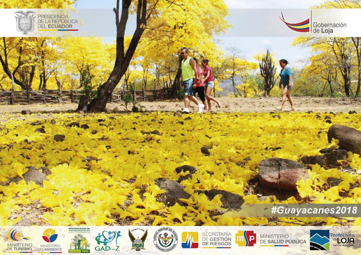 #Guayacanes2018; Este evento natural único en el país dura cinco días, luego cuando las flores empiezan a caer al piso igualmente brindan un paisaje colorido. #Zapotillo #FlorecimientoGuayacanes