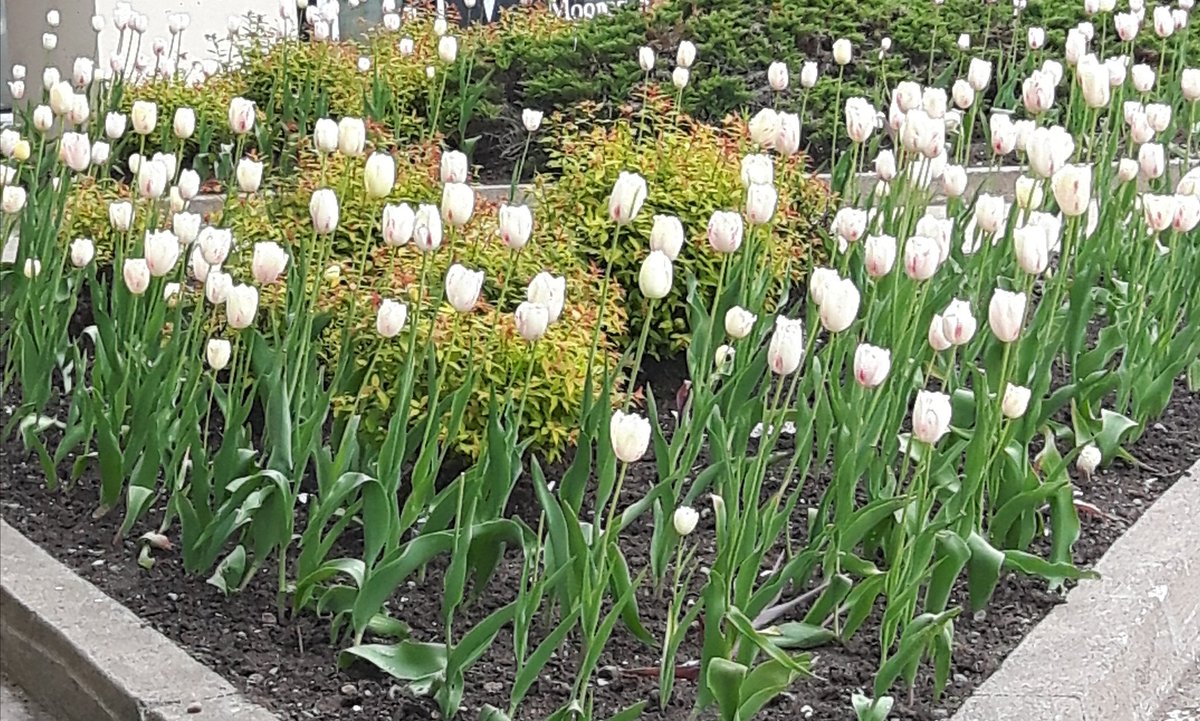 In honour of the Best TV Show ever #Fringe