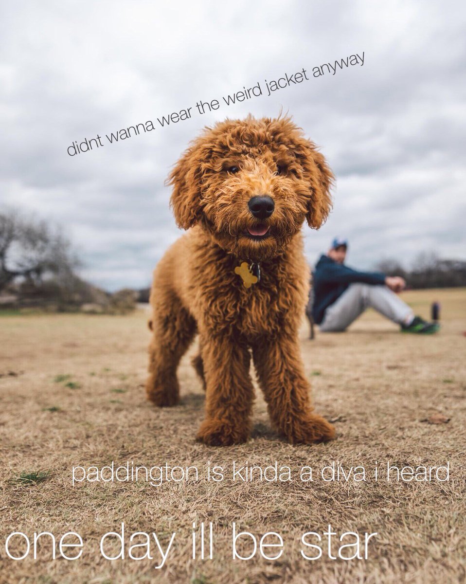 Here’s puppy Willa, got rejected as an extra for Paddington 2 :/ ☝️