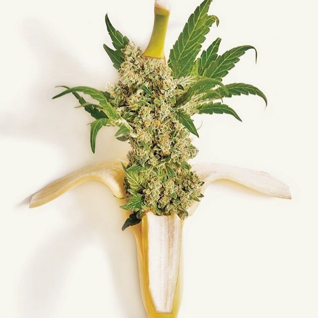 gldleaf's tweet photo. This photo makes the #3CFarms cultivar "Bananasplit" look so delicious! Likely a stiff terpene profile. π·: @3c.dtla
________________
#losangeles #dtla #artsdistrict #medicalmarijuana #weedmaps #leafly #weedculture #ganja #weedsociety #indica #sativa #hybrid #vape #concentra⦠https://t.co/M2sMTx71iP