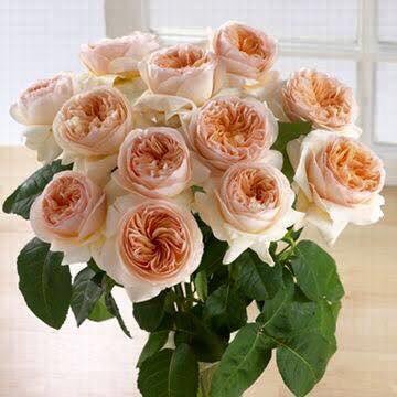 CaadFlores's tweet photo. #SabiasQue? 

La rosa dulce Julieta (Sweet Juliet Rose) es la #rosa más cara del #mundo?. Le tomo al #famoso criador de #rosas David Austin 15 años y cerca de 5 millones de dólares en reproducirla como una rosa con carácter y #fragancia de #flor antigua. https://t.co/oHlSA3p9Li
