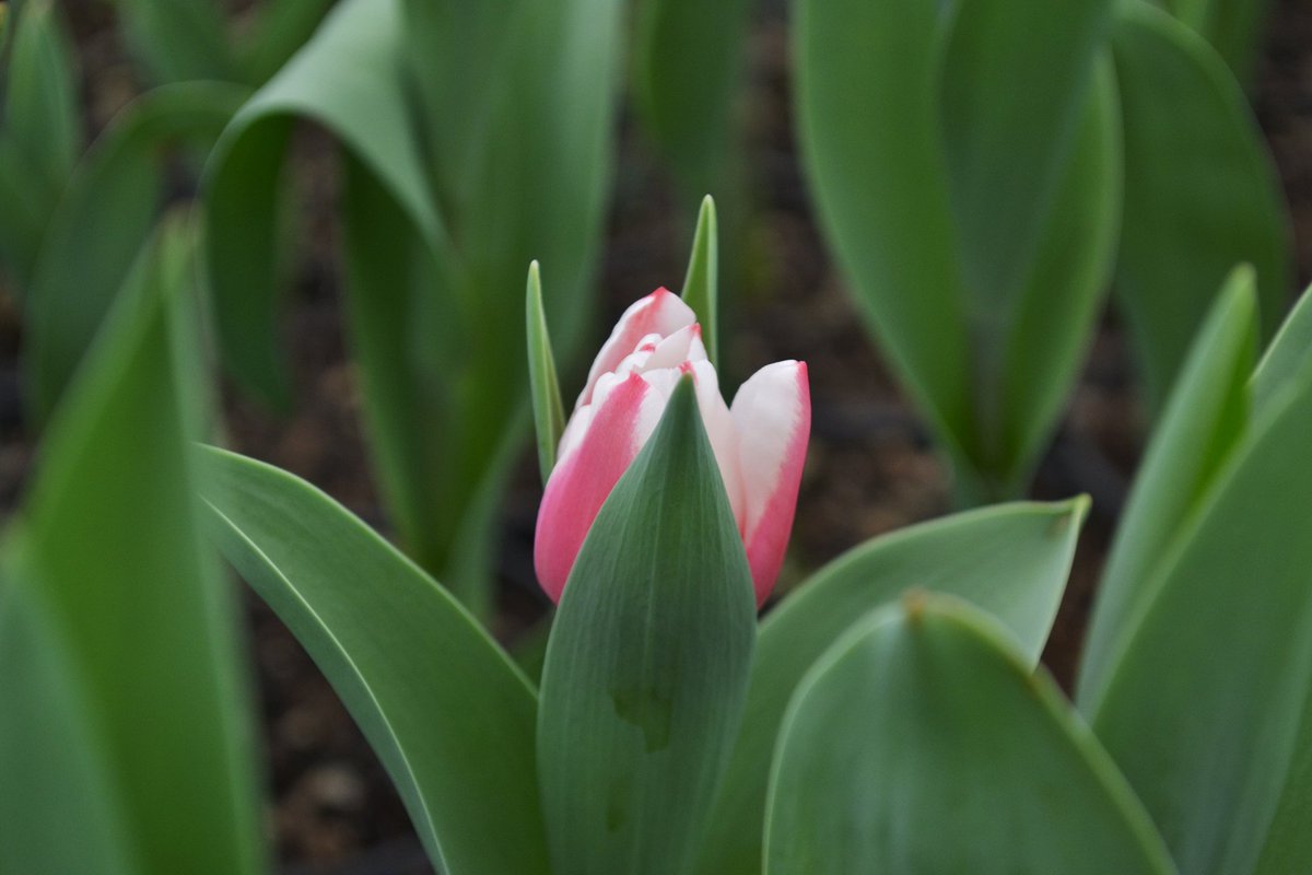 CielitoFloral's tweet photo. ¡Temporada de tulipanes! Cielito Floral #decora #tulipan https://t.co/dJnxcKoXoE