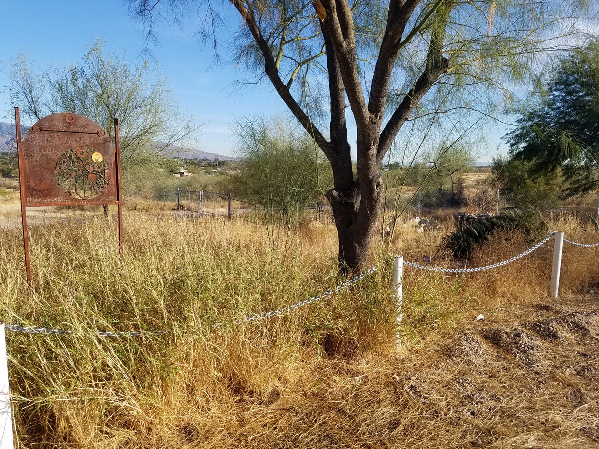 TCBTrees4Tucson's tweet photo. Save the Saguaros! Beat Back Buffelgrass month kickoff 1/27/2018, 8:30 a.m. at A Mountain upper parking lot! Lots of projects need your help over the next several weeks: https://t.co/cSNSGvzw85 https://t.co/7t4gkKsZ9t