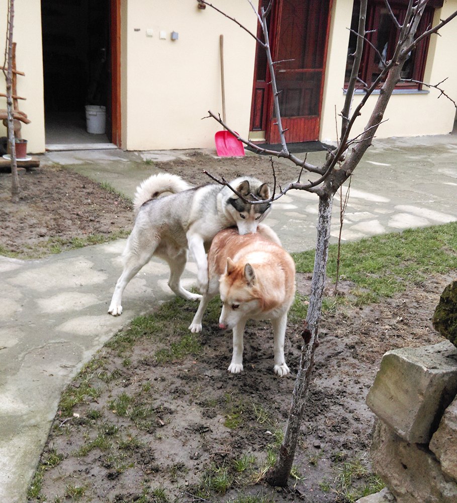 PrimitiveDogs's tweet photo. Looks like #Husky babies are on the way 🙂❤️
Leah &amp; Loki ❤️ https://t.co/YvNJfvhhtB