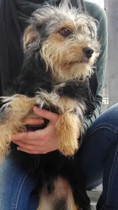 Legato ad un palo. Per 2 gg. Senza acqua e cibo. Sotto la pioggia. Con il gelo di queste notti. Tutti lo vedevano e andavano oltre. Cerchiamo urgentemente stallo o adozione per questo piccolino di 10 mesi. 6kg.
Per info. Monica Crovato 3383868635