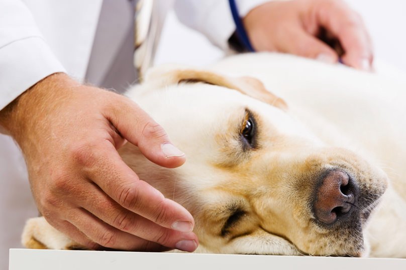 doggysdigest's tweet photo. Pain Relief for #Dogs - https://t.co/kQ6eFLwBXp https://t.co/pF4akW5CiT