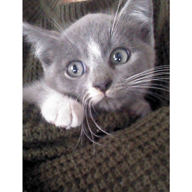 dbnewsjournal's tweet photo. Make sure to check your cars before leaving to make sure none of our furry friends are hiding! [Photo Provided] https://t.co/iX6ewKsdJA  #cats #catsofinstagram #coldcats #catrescue #rescuedcat #carcat #kittens #kittensofinstagram #kitten #kittenrescue #… https://t.co/N5N11OON58 https://t.co/NwLKcOqvlB