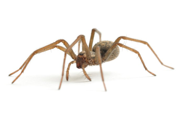3 Tips to Help Safely Remove Spiders» bit.ly/2mLMq4I

We know spiders are gross, but you've got to get them out some way!