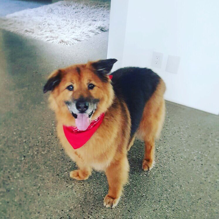 chelseahandler's tweet photo. This guy passed away today and he was the love of my life. I was one of those people who would tell people that pets aren’t more than people, but some of them are better than some people, and chunk was a true gentleman. And a Democrat. I love you, buddy. I always will https://t.co/AcbUPL85M4