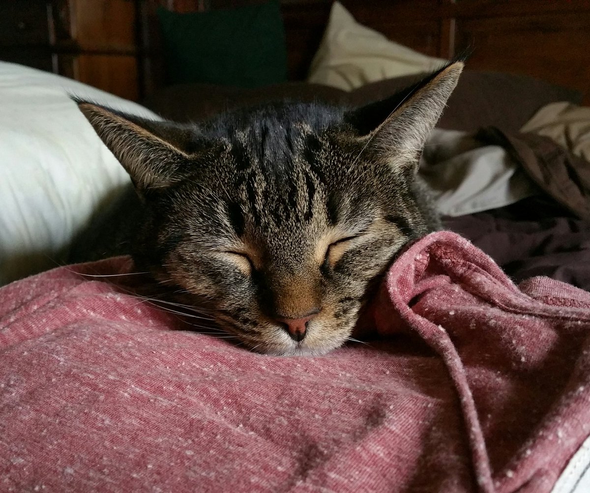 palunacy's tweet image. What one does when you feel it is too cold to play outside...#cats #CatsOfTwitter #insidecat