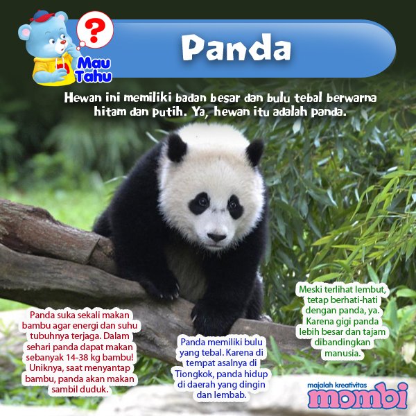 630+ Gambar Hewan Panda Dan Asalnya Gratis