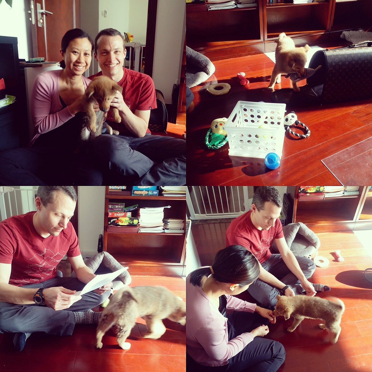 AVFAOfficial's tweet photo. 🐾So excited to announce Paddington was adopted and went to her forever home!💗 #AVoiceforAnimals #adoptdontshop #rescue #dogrescue #rescueismyfavoritebreed #rescuedogs #animalrescue #puppies https://t.co/vmQCtbloMl
