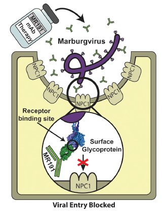 mmw_lmw's tweet photo. #Marbugvirus neutralizing human monoclonal Ab MR191 targets conserved site to block #Virus Receptor binding | Filoviral glycoprotein structure #Crystallography #StructuralBiology  | Promising therapeutic | @EOSaphire @scrippsresearch @cellhostmicrobe https://t.co/V5gnbwAJ54 https://t.co/TTZPvXWTWl