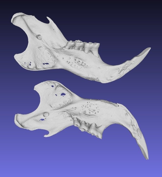 First 3D models of lower jaws from Pseudomys novaehollandiae! Thanks @jaimiAgray for your help! #ozrodents