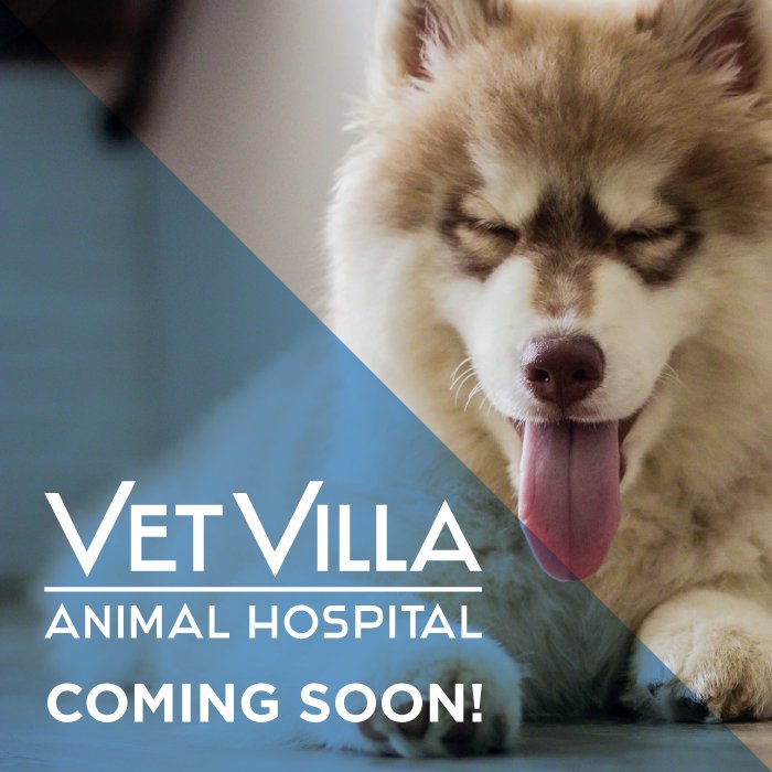 Vet Villa Animal Hospital (@vetvillaSGV) / Twitter Vet Villa Animal Hospital (@vetvillaSGV) / Twitter